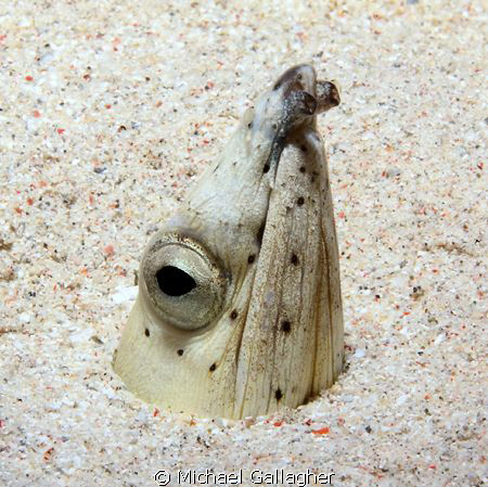 Snake eel at night, Komodo. Took a bit of effort to get t... by Michael Gallagher 