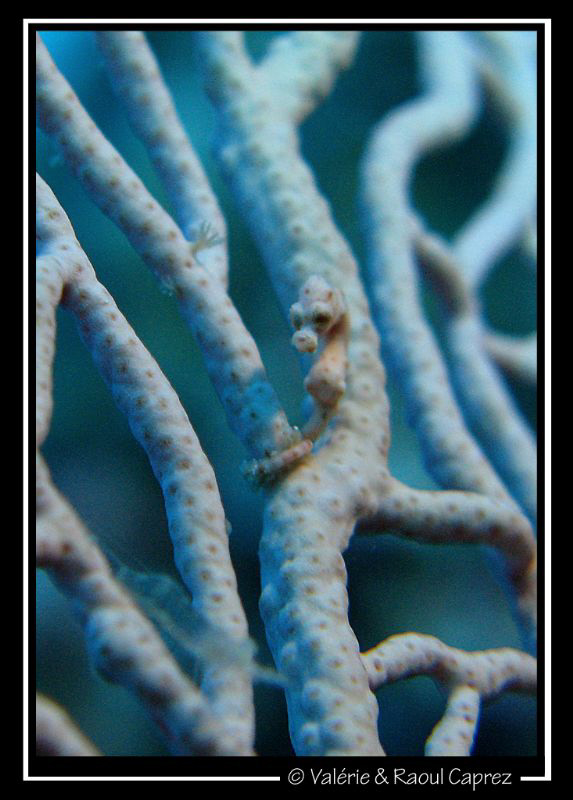 Hippocampus denise by Raoul Caprez 