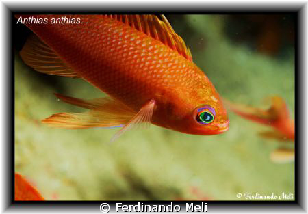 Anthias anthias. by Ferdinando Meli 