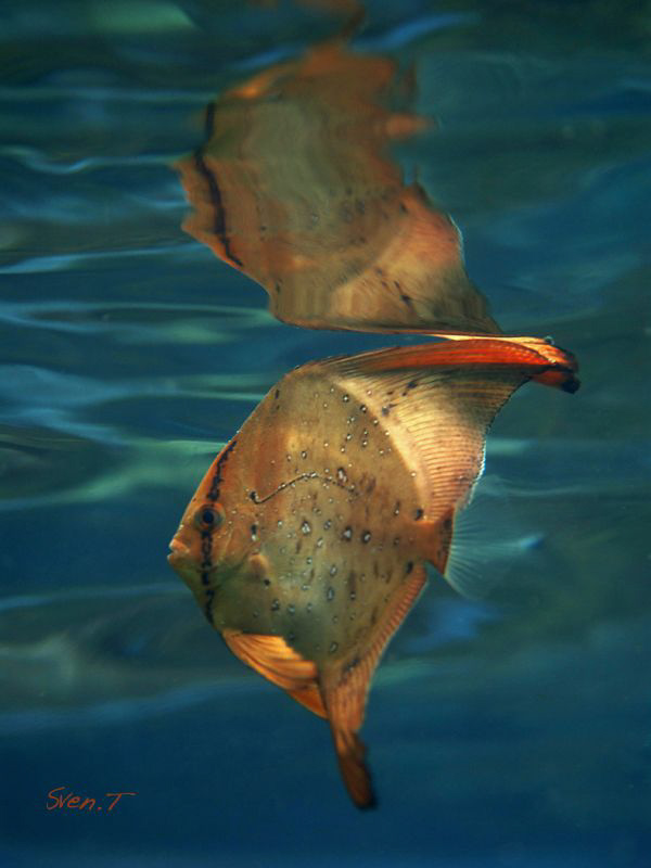 Beautiful young platax by the surface.. by Sven Tramaux 