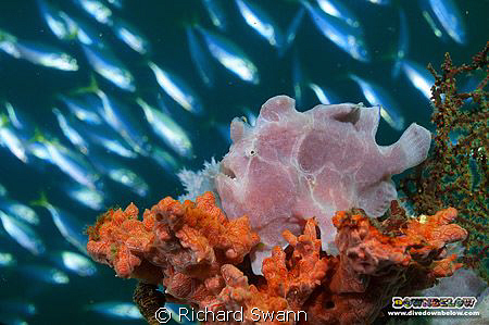 It's raining fish but which one for lunch ? Nikon D2x 35m... by Richard Swann 
