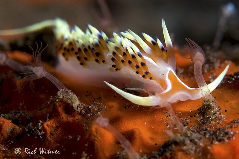 I'm on Fire!  Notice the "eye spot."
D300/Inon Strobes/1... by Richard Witmer 