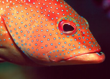 Common Cayman Coney closeup. Housed N90s and 105mm strobe. by Beverly Speed 