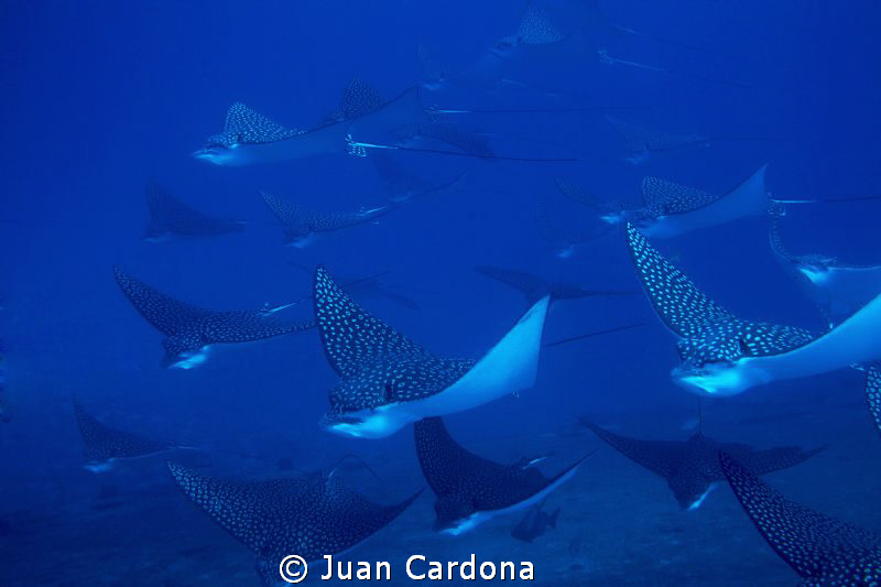 them !! by Juan Cardona 