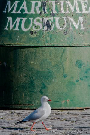 Melbourne docks.. museums for birds too! by Andrew Macleod 