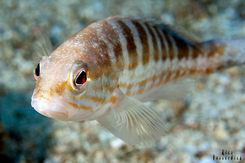 A curious small buddy...we call them "honey-fish" ;-) CAN... by Rico Besserdich 