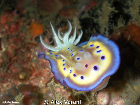 Chromodoris kuniei by Alex Varani 