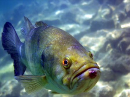 This largemouth bass followed me for approximately a half... by Barry Kirchner 