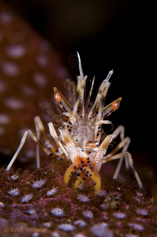 Tiger Shrimp.  D300/Inon Strobes/105mm. by Richard Witmer 