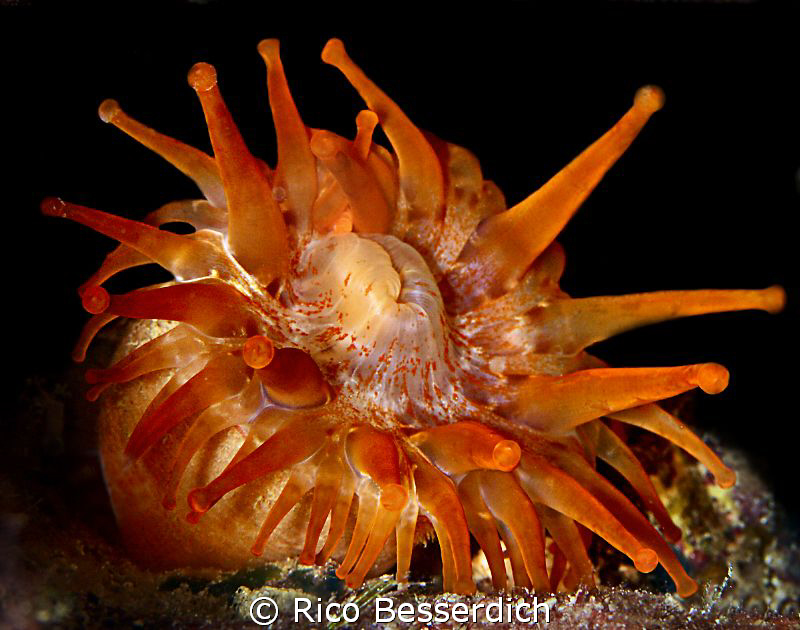 Anemone at night by Rico Besserdich 