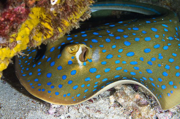 Blue spotted ray taken at Menjangan Island Bali. by Graeme Cole 