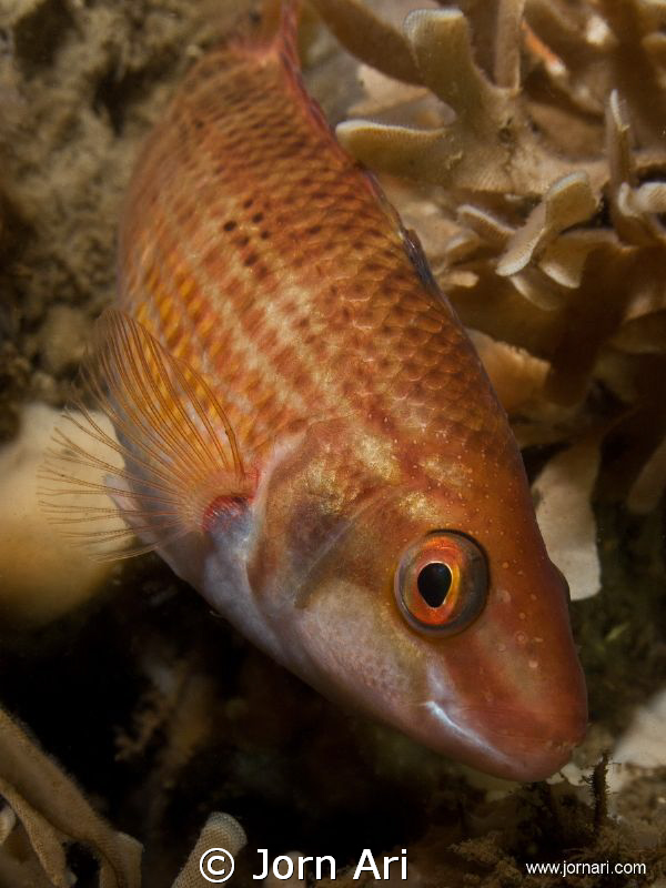 Goldsinny Wrasse - (Ctenolabrus rupestris) by Jorn Ari 