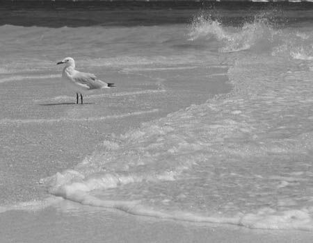 Sea Gull, Exmouth - Western Australia by Penny Murphy 