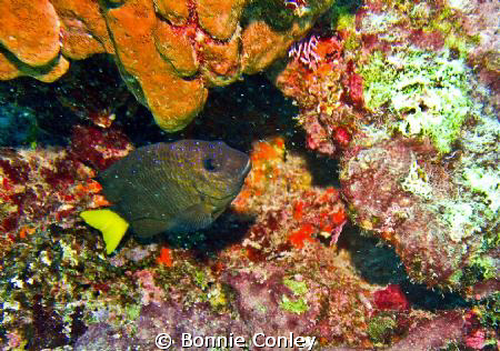 Damselfish seen in Grand Cayman August 2010.  Photo taken... by Bonnie Conley 