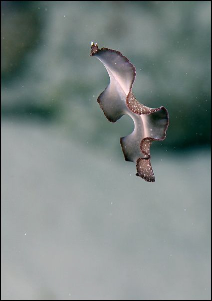 Taken at night dive by Veronika Matějková 