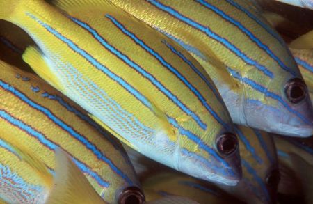 Difficult subject for macro photography, Sodwana, South A... by Jason Keeton 