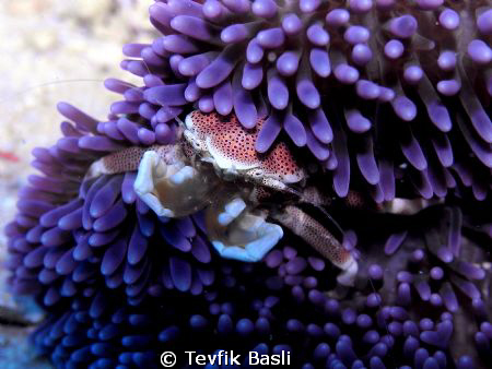 in Kapalai...depth in 7m by Tevfik Başlı 