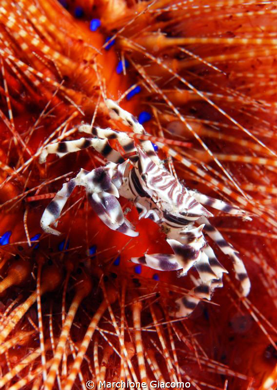 Zebra
Nikon D200, 60 micro, twin strobo
Lembeh strait 2010 by Marchione Giacomo 