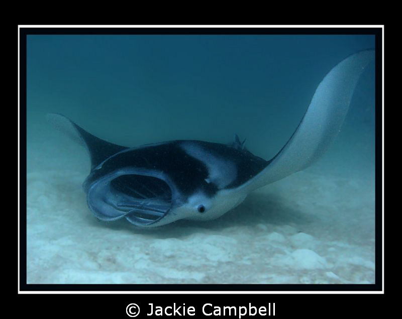 Manta skimming the bottom whilst feeding.
Canon S90, man... by Jackie Campbell 