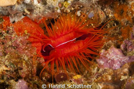 electricasl clamb with flash, at Pink Wall in the bay of ... by Harald Schottner 