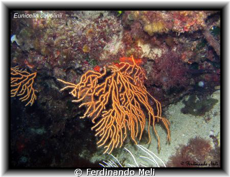 Eunicella cavolinii. by Ferdinando Meli 