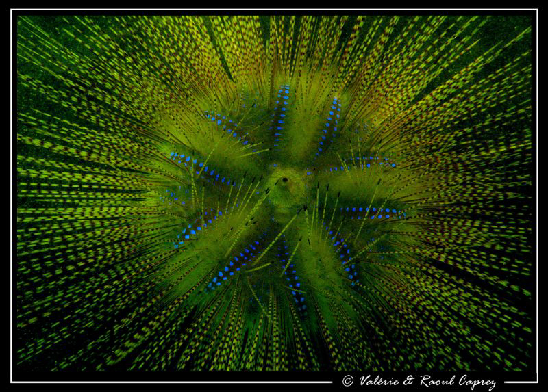 ... Special effect ... by Raoul Caprez 