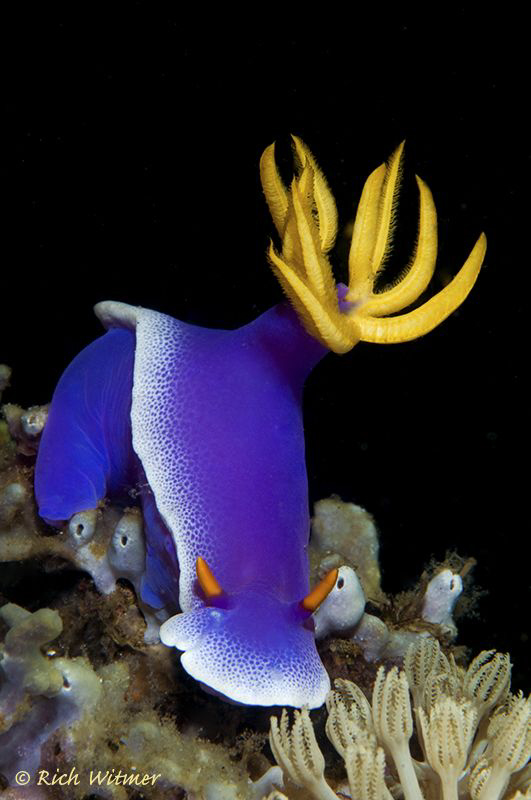 Hypselodoris apolegma.  D300/Inon Strobes/105mm by Richard Witmer 