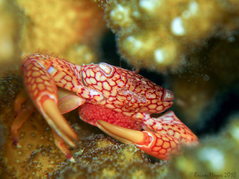 Coral Crab (Trapezia sp) with clutch of eggs at Jemeluk, ... by Brian Mayes 