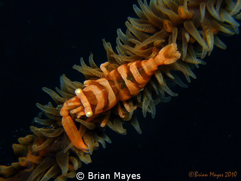 Whip Coral Shrimp (Pontonides unciger) by Brian Mayes 