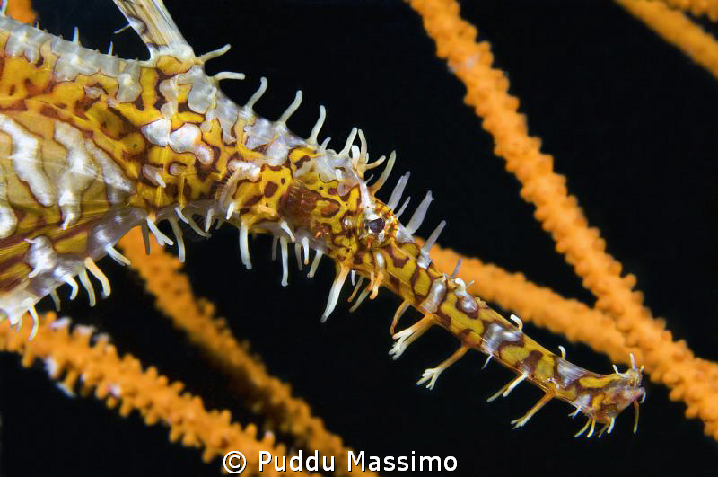 gangga island,ghost pipe,nikon d2x 60 mm macro by Puddu Massimo 