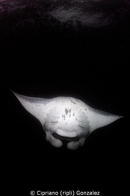 MANTA DANCE. Amazing Hanifaru by Cipriano (ripli) Gonzalez 
