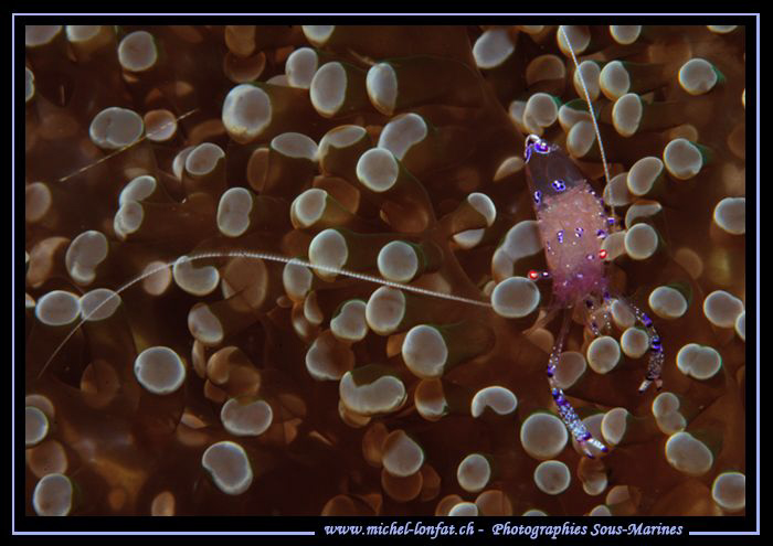 Little Shrimp... Que du bonheur... :O)... by Michel Lonfat 