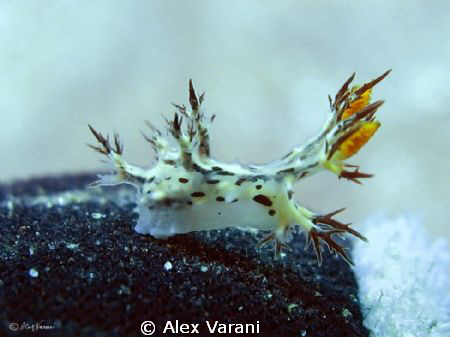 Quite rare Nudi: Dendronotus cf. regius "flying" on my gl... by Alex Varani 