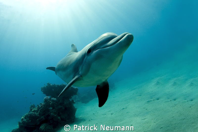 Doplhin by Patrick Neumann 