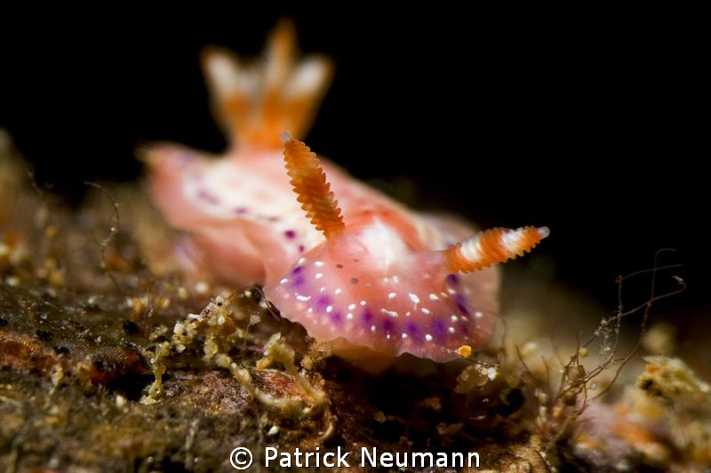 nudi capitol Anilao by Patrick Neumann 