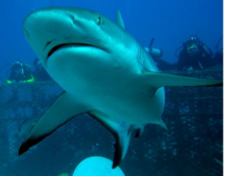 This picture was taken at the scuba zoo while diving with... by Barry Kirchner 