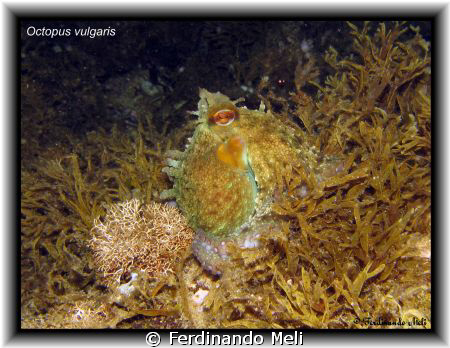 Octopus vulgaris. by Ferdinando Meli 