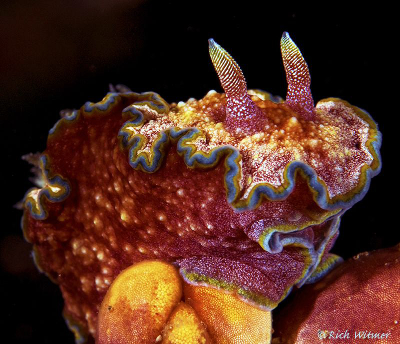 Rainbow Sorbet Dessert! (Glossodoris cincta) D300/105mm by Richard Witmer 