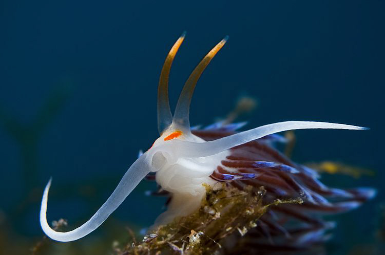 Looks like " GANDALF THE WHITE " ;-) by Roland Bach 