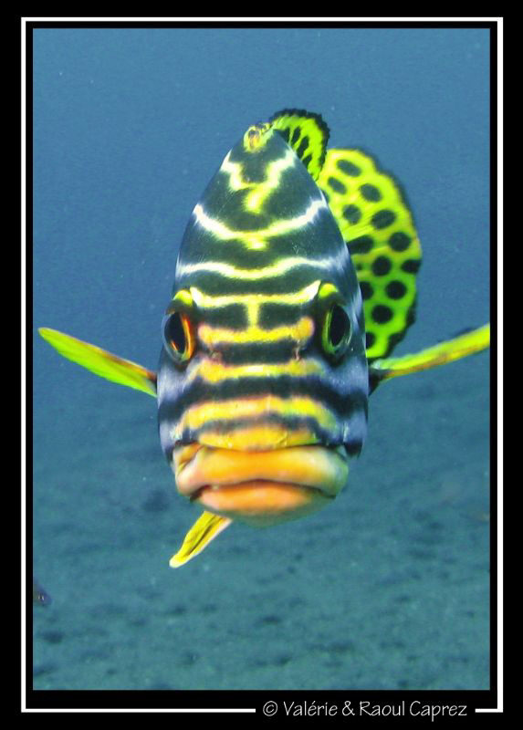 I'm happy :-( by Raoul Caprez 