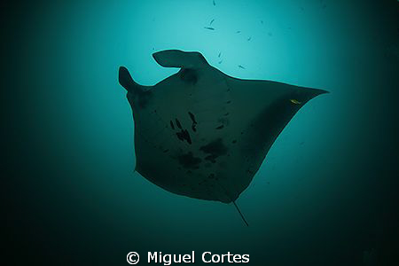 Manta. by Miguel Cortes 