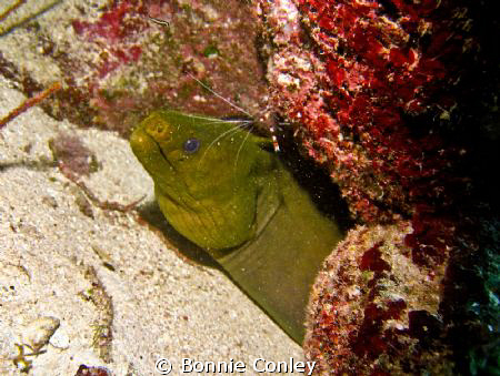 He has his party hat on!  Photo taken in Grand Cayman Aug... by Bonnie Conley 