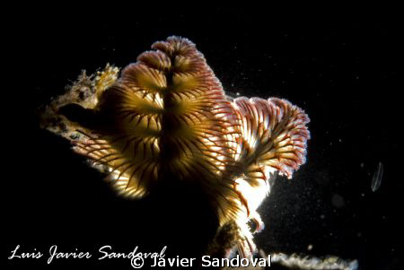My first day with snoots and macro, I still need to work ... by Javier Sandoval 