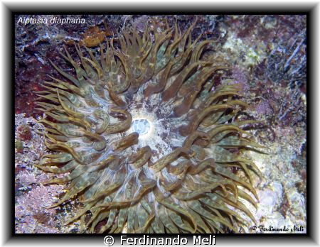 Aiptasia mutabilis. by Ferdinando Meli 
