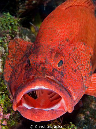 Grouper on cleaning station. Waited long time to get a sh... by Christian Nielsen 