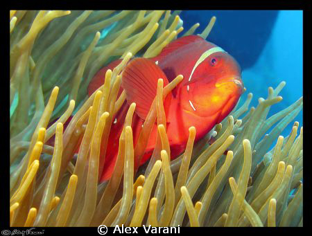 Premnas biaculetaus by Alex Varani 