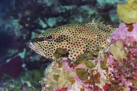 Rock Hind. Cozumel. by Jacques Miller 