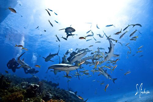 This image was taken during a dive at El Dorado Reef - Ba... by Steven Anderson 
