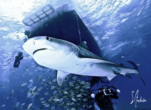 This image was taken at Tiger Beach - Bahamas. Jim Aberne... by Steven Anderson 