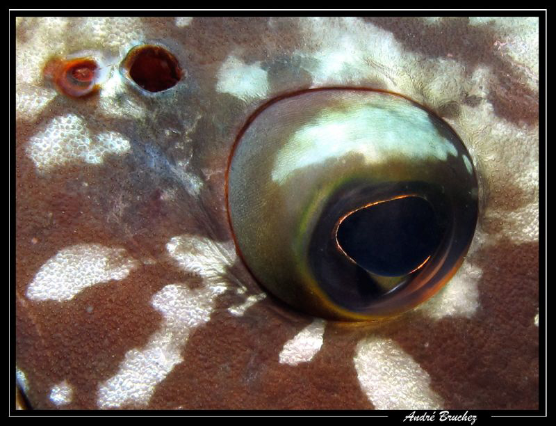 l'oeil du mérou... by André Bruchez 